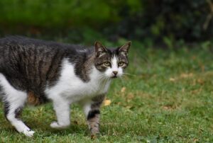 医療脱毛でひげが増える理由とは？