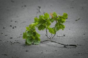 レジーナのキャンセル手続きはどのように行うべきですか？