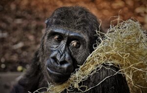 口コミでわかるゴリラクリニックの実際の評判は？