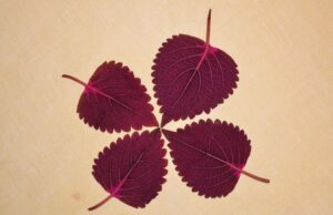 脇脱毛での剃り残しを防ぐためのコツは？